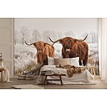 Animals Nature Scottish Buffalo Landscape Animals Nature Scottish Buffalo Landscape