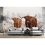 Animals Nature Scottish Buffalo Landscape Animals Nature Scottish Buffalo Landscape