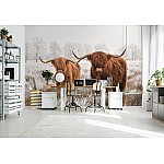 Animals Nature Scottish Buffalo Landscape Animals Nature Scottish Buffalo Landscape