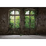 Fototapet med murgröna fönsterimitation