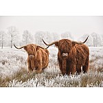 Animals Nature Scottish Buffalo Landscape Animals Nature Scottish Buffalo Landscape