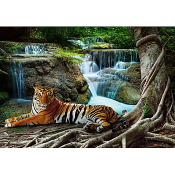 Natur Tiger Djur Skog Vattenfall