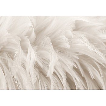 Fototapet Feathery Dreams