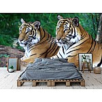 Fototapet Two Tigers Fototapet Two Tigers