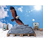 Fototapet havsörn Fototapet havsörn