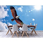 Fototapet havsörn Fototapet havsörn