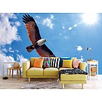 Fototapet havsörn Fototapet havsörn