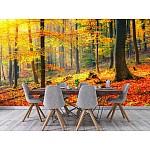 Wallpaper Mural Colorful and Foggy Autumn Forest