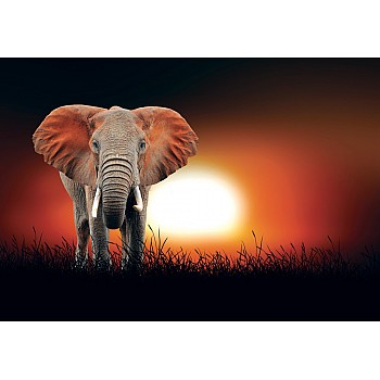 Fototapet Fondvägg "Afrikansk elefant på solnedgången" 