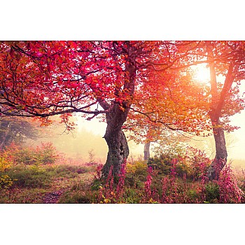 Wall Mural Carpathian Landscape