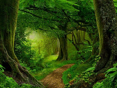 Deep Tropical Jungles