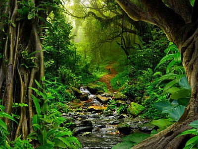 Tropical Jungle With River