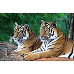 Fototapet Two Tigers Fototapet Two Tigers