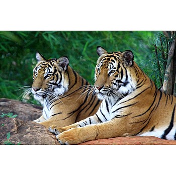 Fototapet Two Tigers