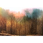 Fototapet "Träd täckta med rimfrost vid soluppgången"