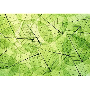 Fototapet Leaf Veins (375 x 250 cm)