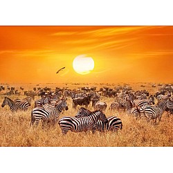 Fototapet African Antelopes and Zebras 