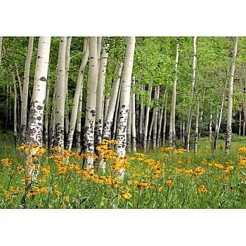 Fototapet Aspen Grove and Orange Wildflowers 