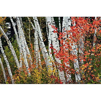 Fototapet Autumn Birch Forest 