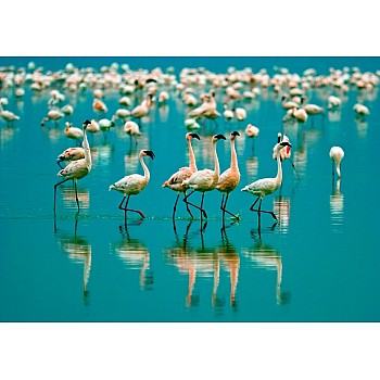 Fototapet Flamingos 