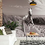 Fototapet "Häst Galopperande På Stranden Svartvitt" Fototapet Häst Galopperande På Stranden Svartvitt