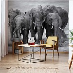 Elephants Black And White Animals Wallpaper Mural Elephants Black And White Animals Wallpaper Mural