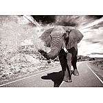 Fototapet Elefantvägen Svartvitt