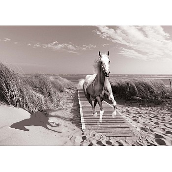 Fototapet "Häst Galopperande På Stranden Svartvitt"  