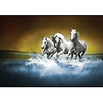 Fototapet Hästar Bakgrundsbild