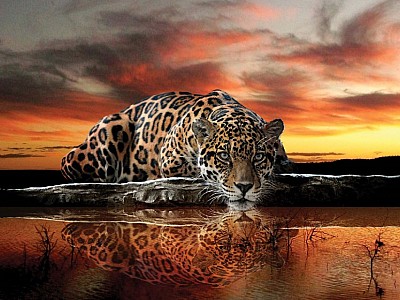 Fototapet "Leopard"  