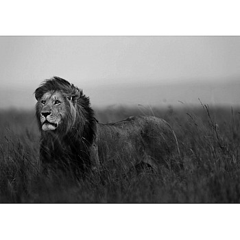 Fototapet "Svartvitt Lejon"  