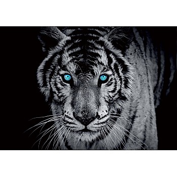 Fototapet "Svartvitt Tigerblå Ögon"  