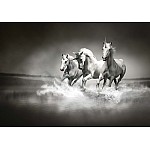 Unicorn hästar svartvitt fototapet 