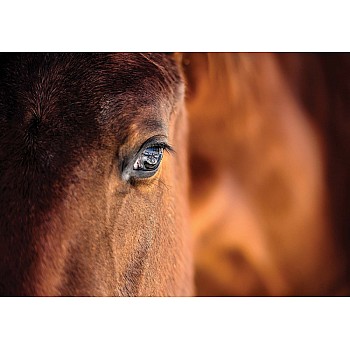 Fototapet "Vacker Häst"  