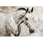 Vacker vit häst fototapet 