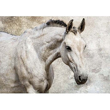 Fototapet "Vacker Vit Häst"  