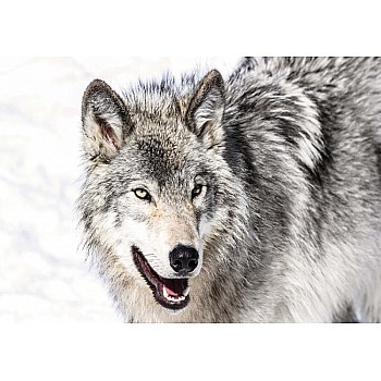 Fototapet "Varg Bildmålning"  