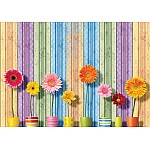 Soliga blommor och färgglada träplankor bakgrundsbilder fototapet