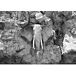 Sten elefant svartvitt fototapet 