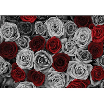 Röda Rosor Svartvitt