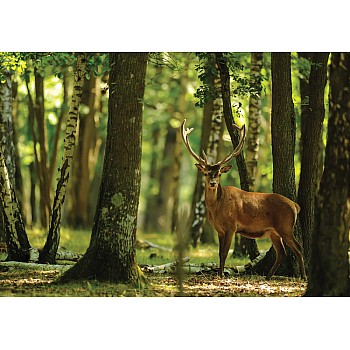 Hjort I Skogen Natur