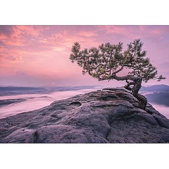 Purple Sky Mountain Trees