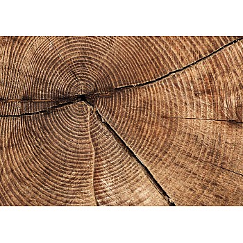 tre textur tree stump fototapet 
