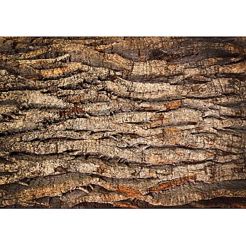 Tree bark textur fototapet 
