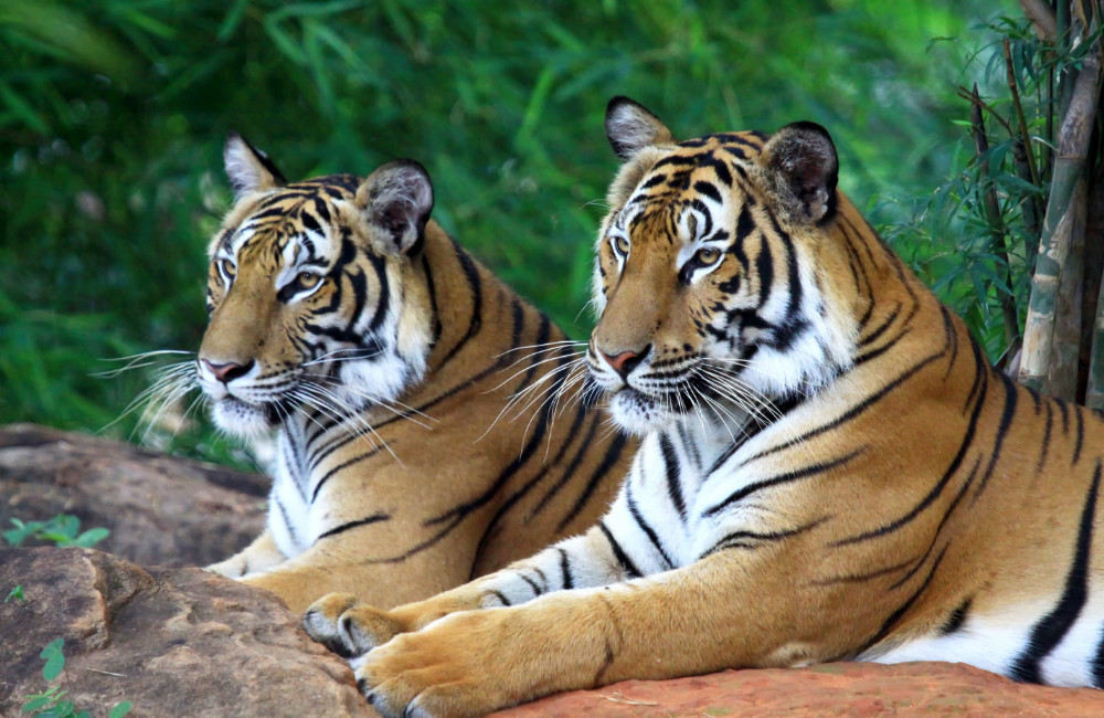 Fototapet Two Tigers Fototapet Two Tigers