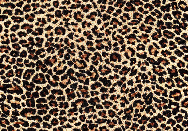 Leopard fototapet 