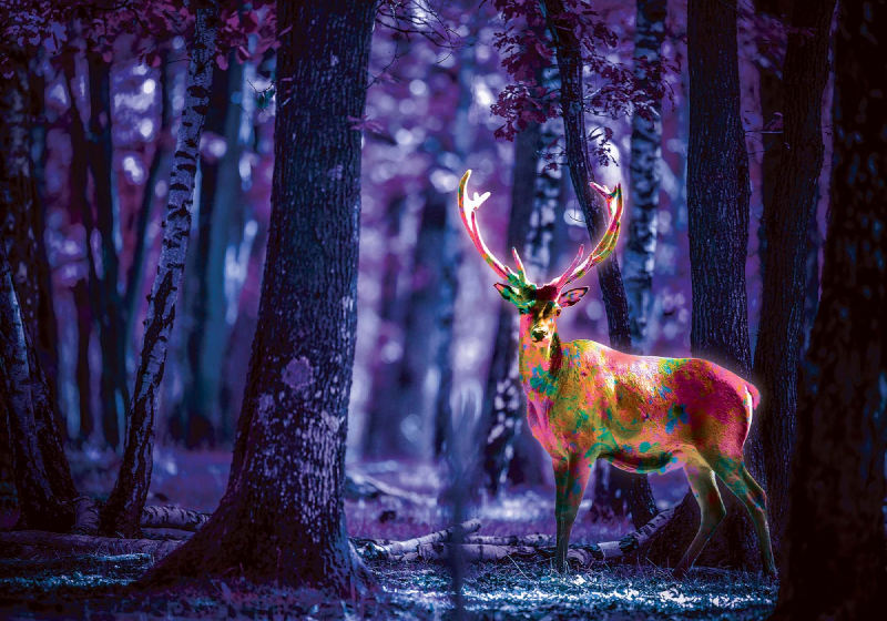 Mystiska stag i skogen på natten fototapet 