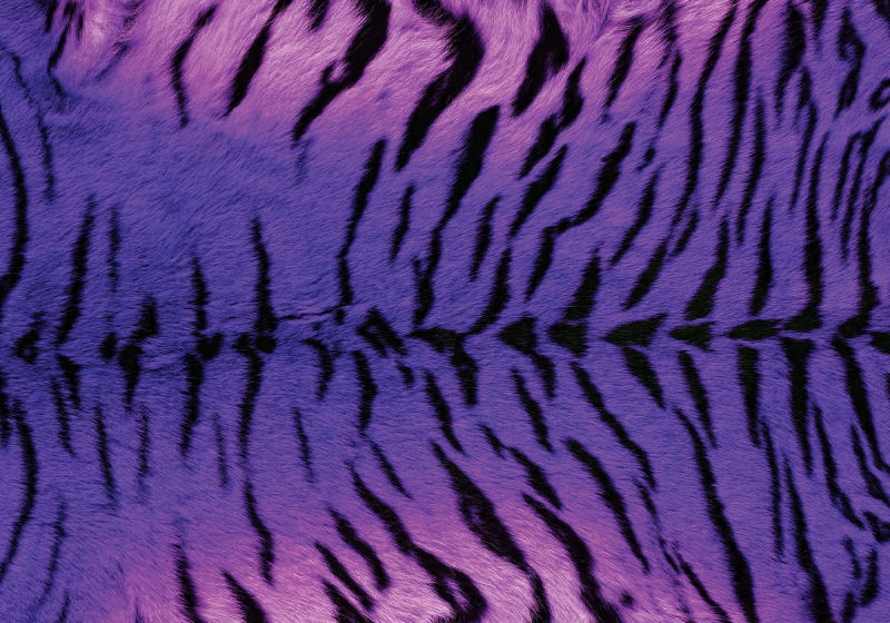 Tiger djur lila fototapet 